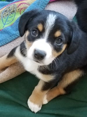 Entlebucher pups for sale in NM
